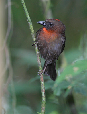 Red-throated Ant-Tanager (Habia fuscicauda) photo