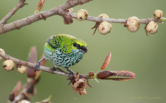 Speckled Tanager (Tangara guttata) photo