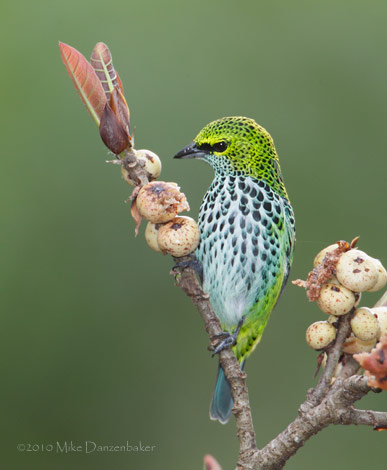 Speckled Tanager (Tangara guttata) photo