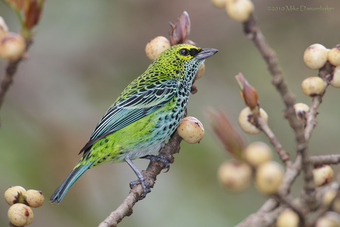 Speckled Tanager (Tangara guttata) photo
