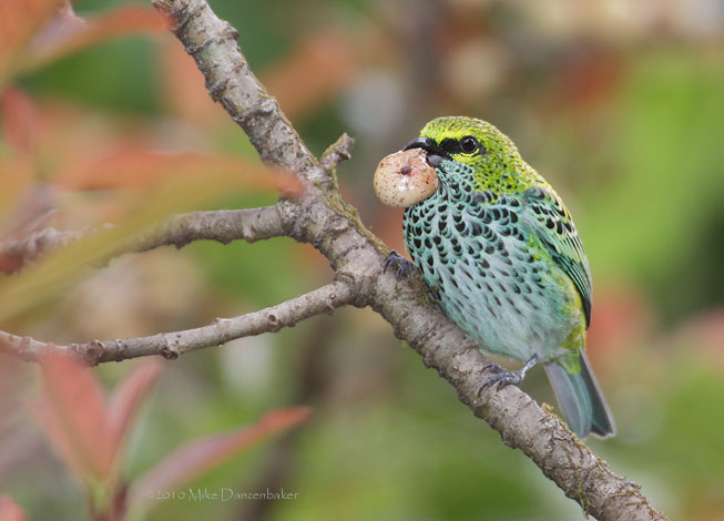 Speckled Tanager (Tangara guttata) photo
