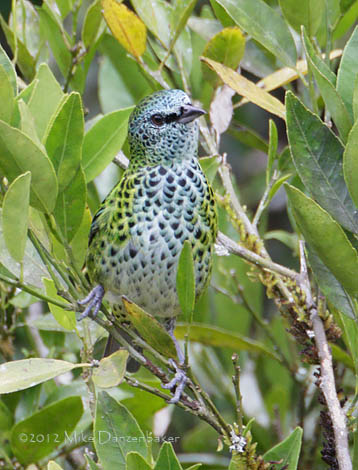 Spotted Tanager (Tangara punctata) photo