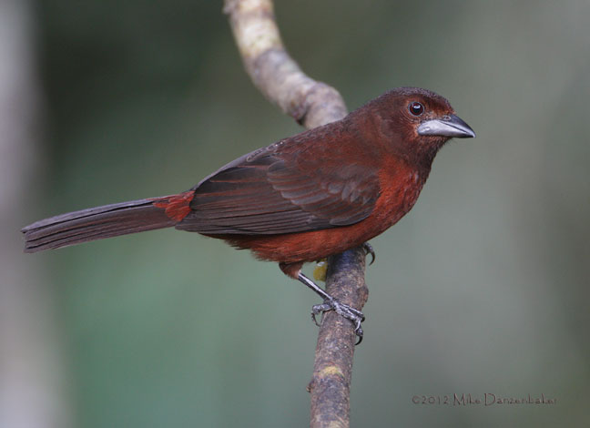 Silver-beaked Tanager (Ramphocelus carbo) photo