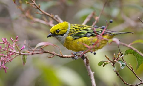 Silver-throated Tanager (Tangara icterocephala) photo