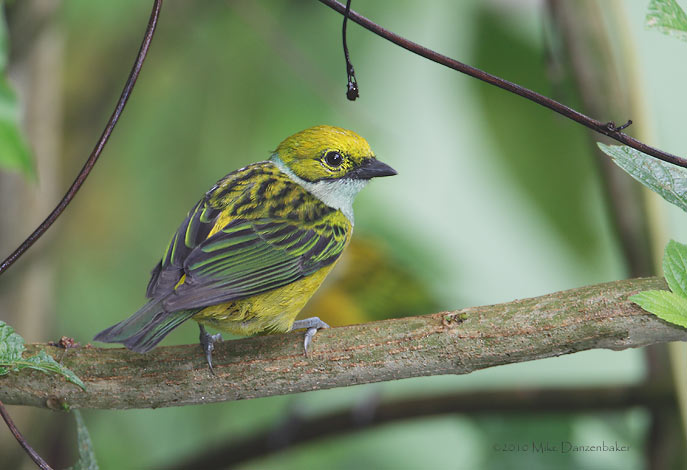 Silver-throated Tanager (Tangara icterocephala) photo