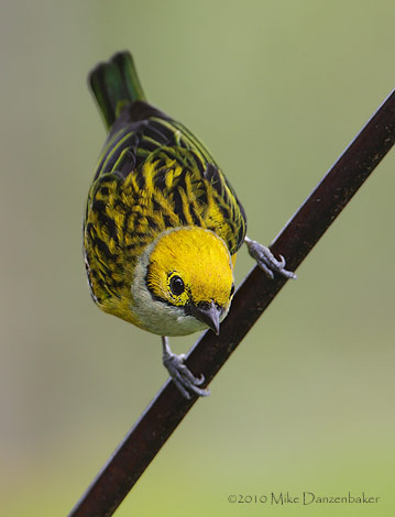 Silver-throated Tanager (Tangara icterocephala) photo