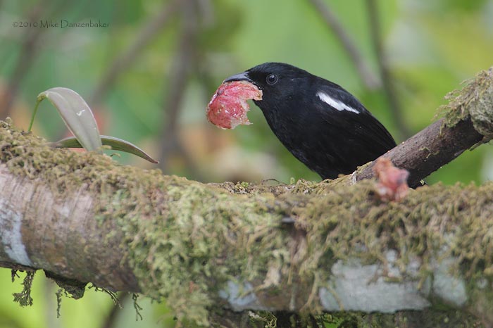 White-shouldered Tanager (Tachyphonus luctuosus) photo