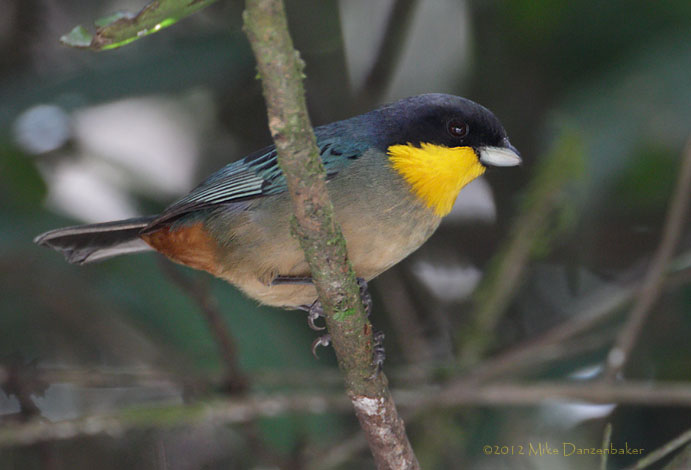 Yellow-throated Tanager (Iridosornis analis) photo