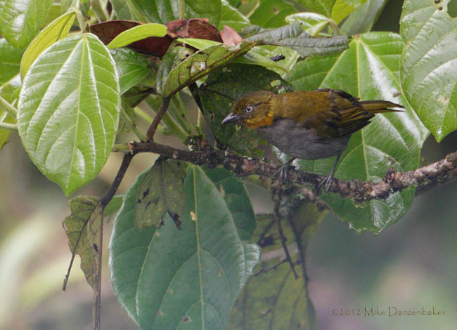 Yellow-whiskered Bush-Tanager (Chlorospingus parvirostris) photo