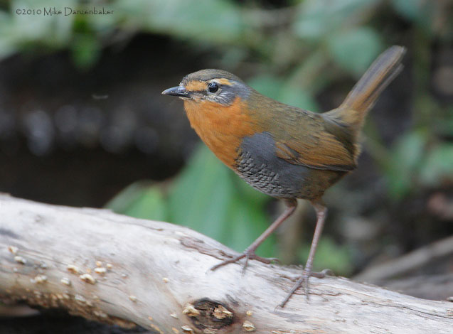 Chucao Tapaculo (Scelorchilus rubecula) photo
