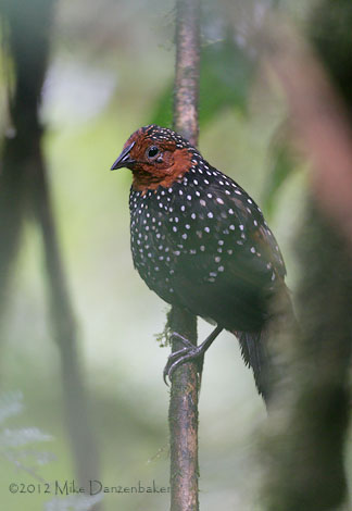 Ocellated Tapaculo (Acropternis orthonyx) photo