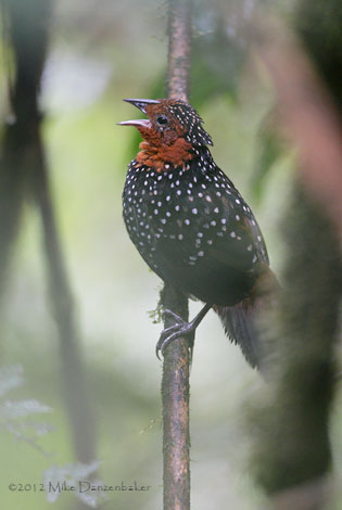 Ocellated Tapaculo (Acropternis orthonyx) photo