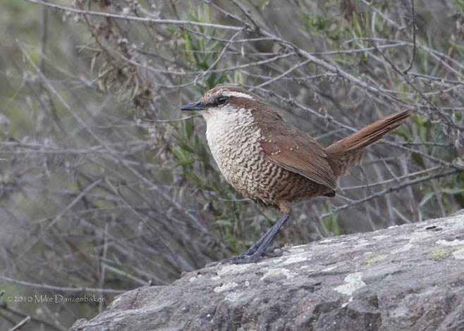 White-throated Tapaculo (Scelorchilus albicollis) photo