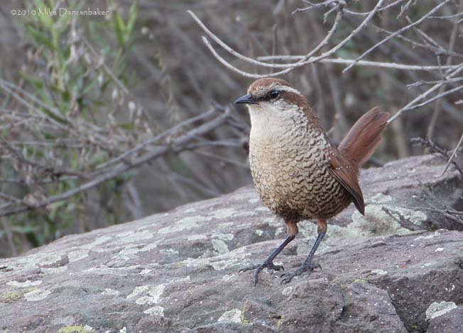 White-throated Tapaculo (Scelorchilus albicollis) photo