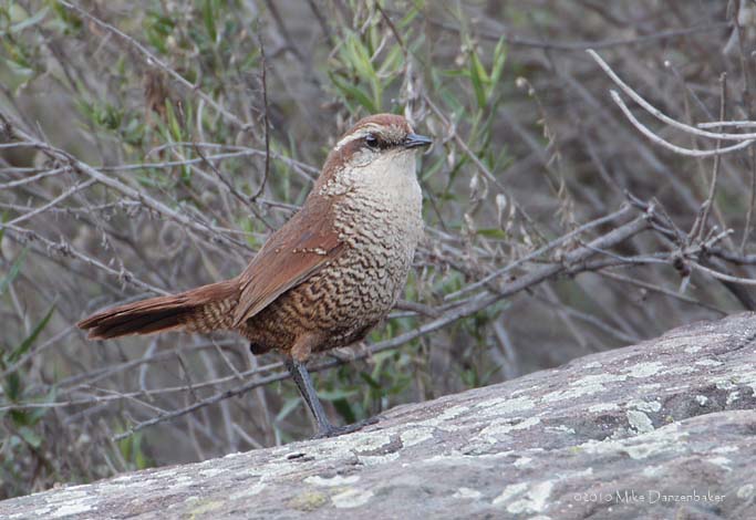 White-throated Tapaculo (Scelorchilus albicollis) photo