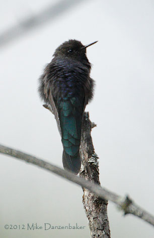 Blue-mantled Thornbill (Chalcostigma stanleyi) photo