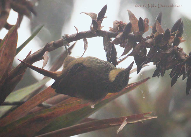 Buffy Tuftedcheek (Pseudocolaptes lawrencii) photo