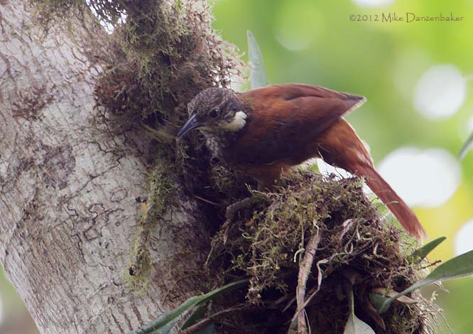 Pacific Tuftedcheek (Pseudocolaptes johnsoni) photo
