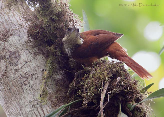 Pacific Tuftedcheek (Pseudocolaptes johnsoni) photo