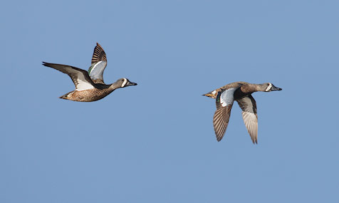 Blue-winged Teal (Anas discors) photo