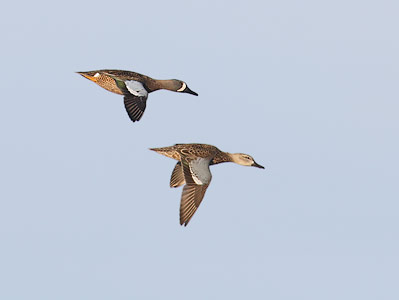 Blue-winged Teal (Anas discors) photo