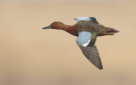 Cinnamon Teal (Anas cyanoptera) photo