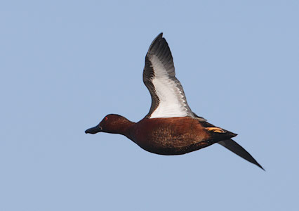 Cinnamon Teal (Anas cyanoptera) photo