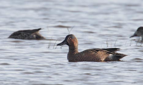 Cinnamon Teal (Anas cyanoptera) photo