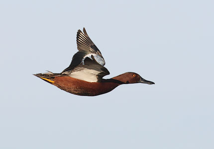 Cinnamon Teal (Anas cyanoptera) photo