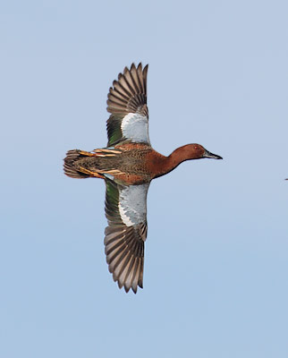 Cinnamon Teal (Anas cyanoptera) photo