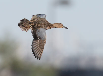 Cinnamon Teal (Anas cyanoptera) photo