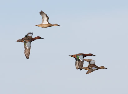 Cinnamon Teal (Anas cyanoptera) photo