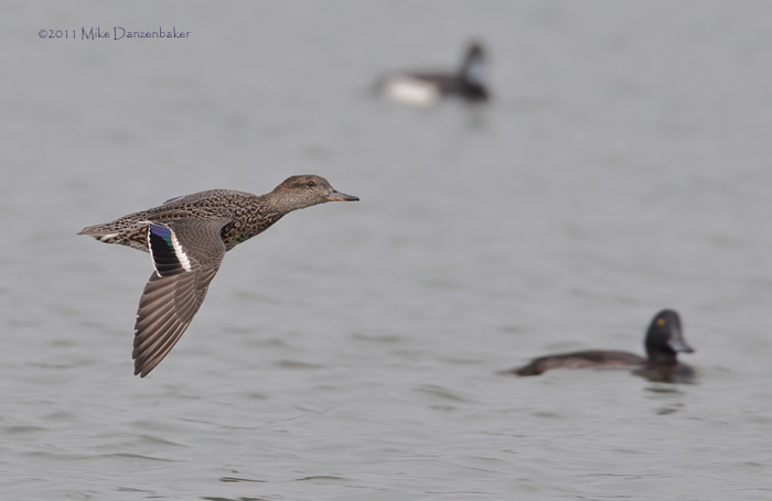 Eurasian (Common) Teal (Anas [crecca] crecca) photo