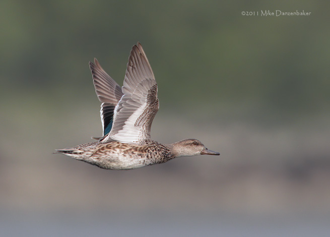 Eurasian (Common) Teal (Anas [crecca] crecca) photo