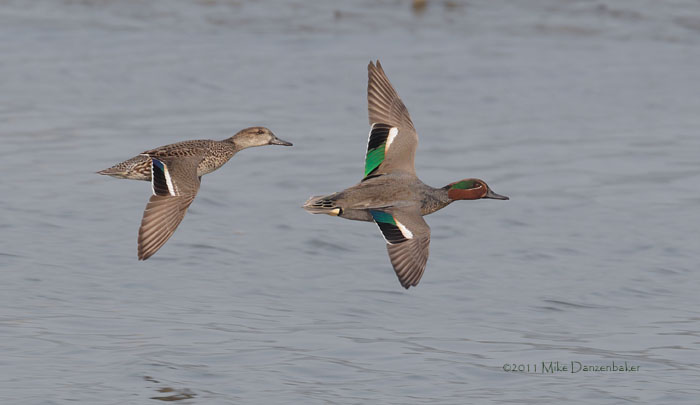 Eurasian (Common) Teal (Anas [crecca] crecca) photo