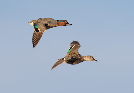 Green-winged Teal (Anas crecca) photo