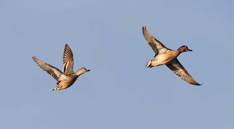 Green-winged Teal (Anas crecca) photo