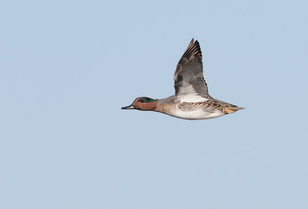 Green-winged Teal (Anas crecca) photo