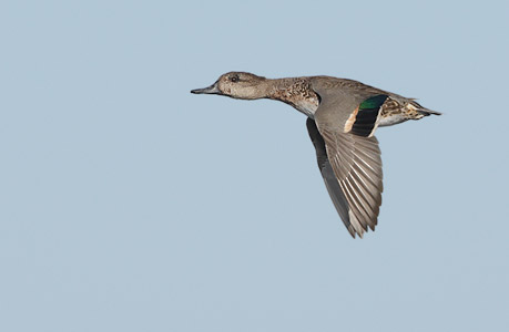 Green-winged Teal (Anas crecca) photo