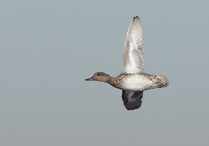 Green-winged Teal (Anas crecca) photo