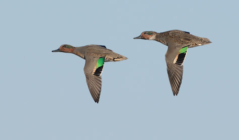 Green-winged Teal (Anas crecca) photo