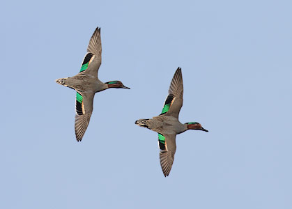 Green-winged Teal (Anas crecca) photo