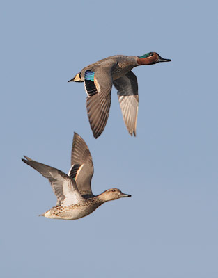 Green-winged Teal (Anas crecca) photo