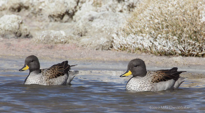 Speckled Teal (Anas flavirostris) photo