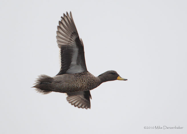 Speckled Teal (Anas flavirostris) photo