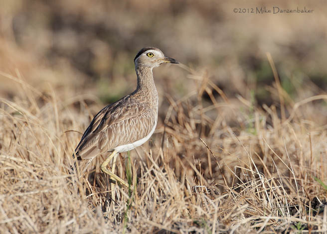 Double-striped Thick-knee (Burhinus bistriatus) photo