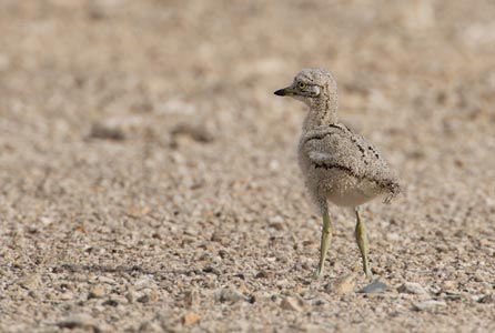 European Stone-Curlew (Burhinus oedicnemus) photo