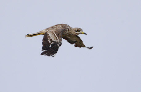European Stone-Curlew (Burhinus oedicnemus) photo