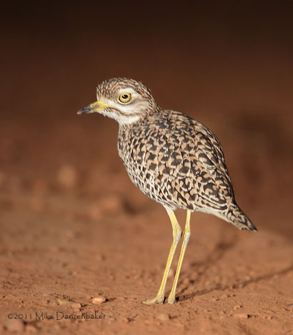 Spotted Thick-knee (Burhinus capensis) photo