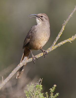 California Thrasher (Toxostoma redivivum) photo